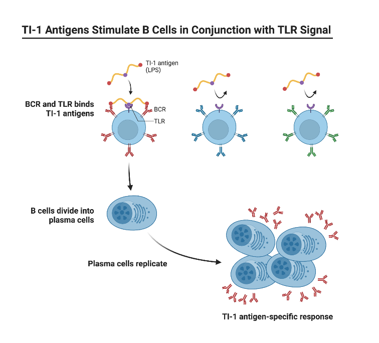 TI1 Antigens Stimulate B Cells in Conjunction with TLR Signal