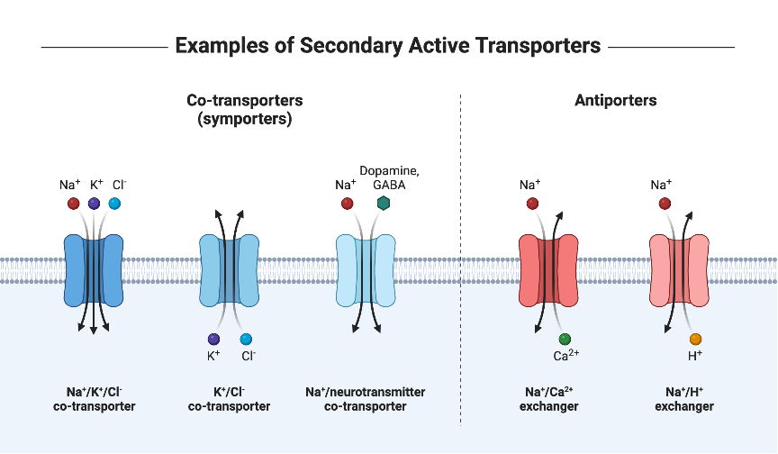 Examples of Secondary Active Transporters BioRender Science Templates