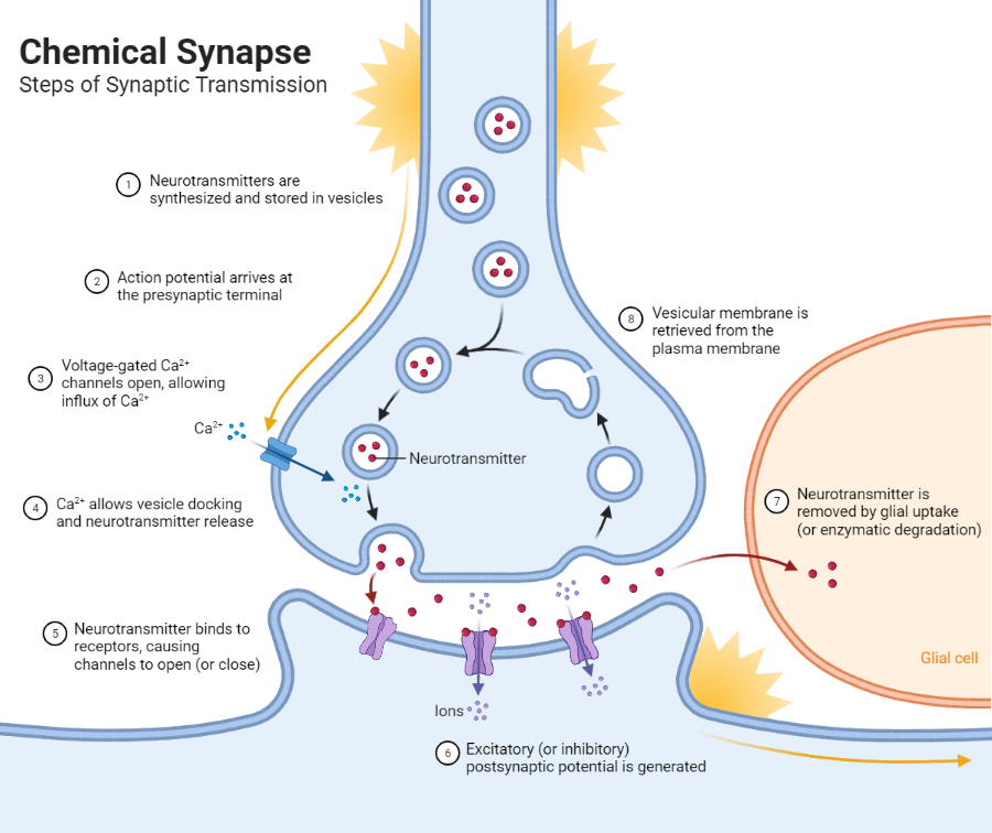 Chemical Synapse Steps Of Synaptic Transmission BioRender Science 