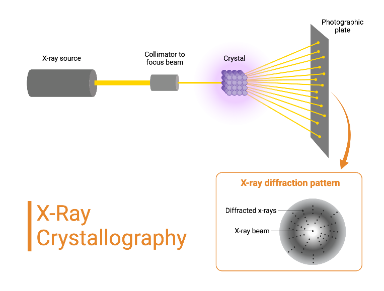 X Ray Crystallography BioRender Science Templates
