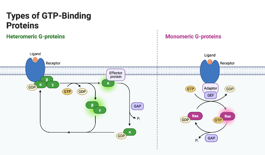 Types of GTP-Binding Proteins | BioRender Science Templates