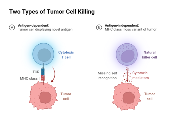 Two Types Of Tumor Cell Killing Biorender Science Templates Two Types Of Tumor Cell Killing Biorender Science Templates