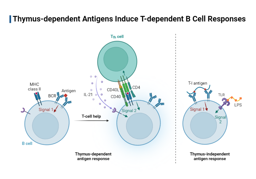Thymusdependent Antigens Induce Tdependent B Cell Responses