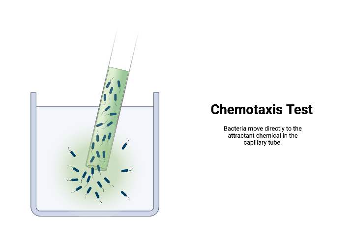 Chemotaxis Test (Attractant) | BioRender Science Templates