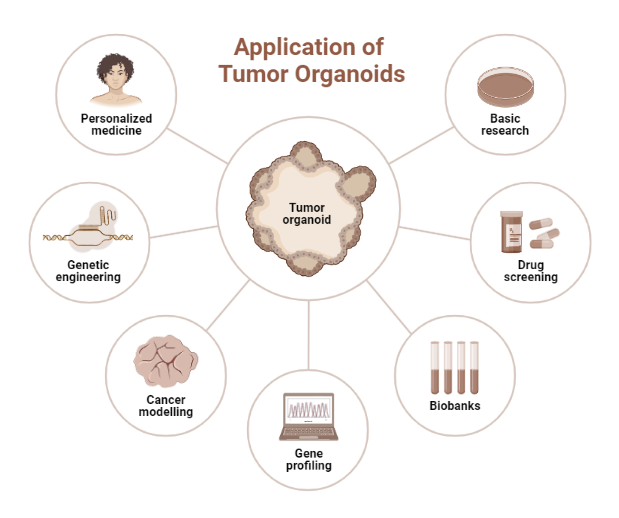 Application of Tumor Organoids | BioRender Science Templates