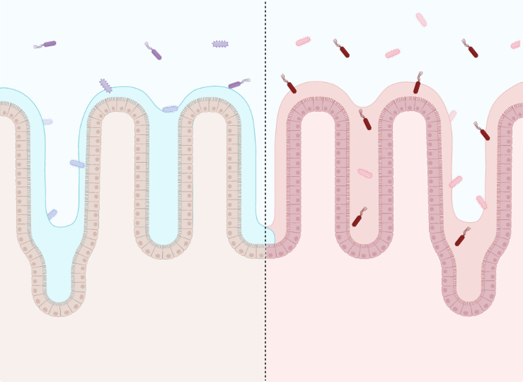 Intestinal Epithelium (Jejunum) Comparison (Background) BioRender