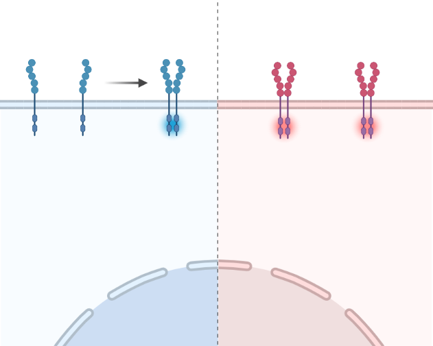 Receptor State Comparison (Layout) | BioRender Science Templates
