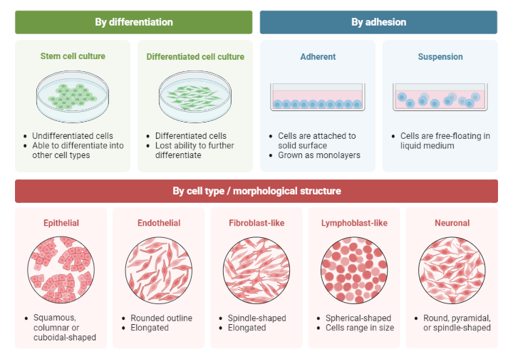 Cell Culture Classification BioRender Science Templates