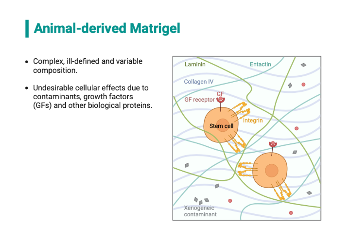 Animalderived Matrigel BioRender Science Templates
