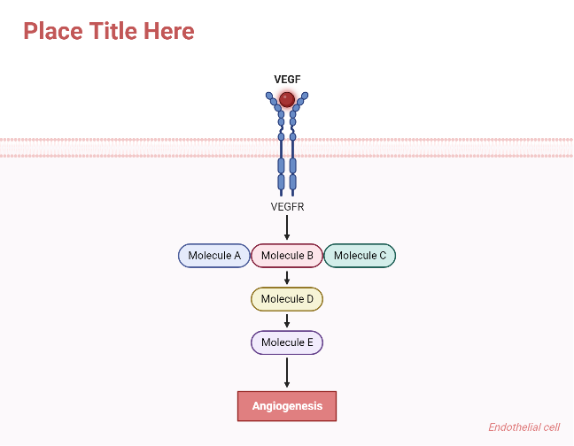VEGF Receptor on Cell Membrane (Layout) | BioRender Science Templates