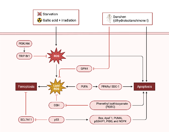 Crosstalk Between Ferroptosis and Apoptosis | BioRender Science Templates
