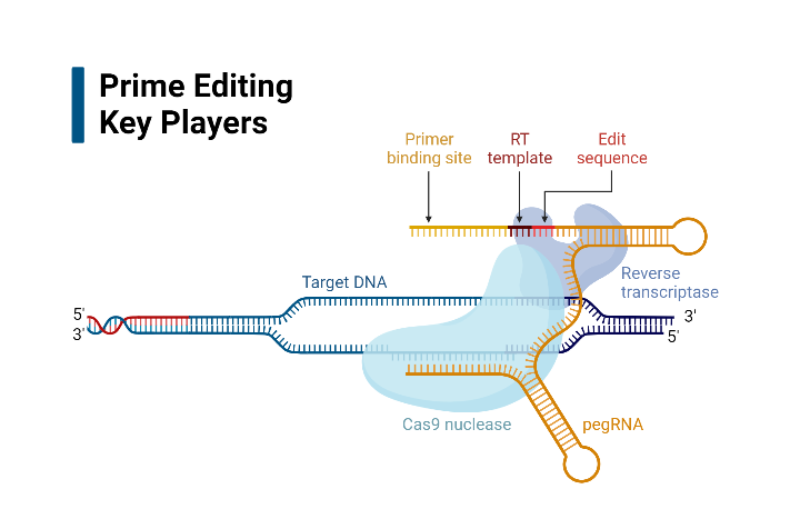 Prime Editing Key Players | BioRender Science Templates