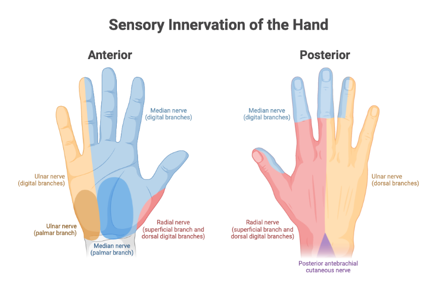 Sensory Innervation of the Hand BioRender Science Templates