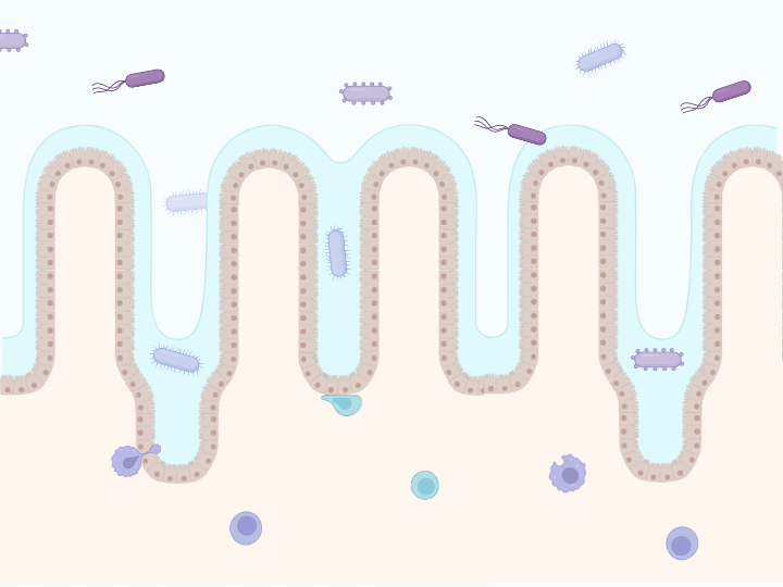 Intestinal Epithelium (Jejunum) BioRender Science Templates