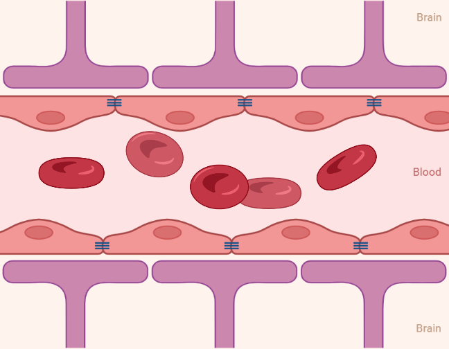 Blood Brain Barrier (simple longitudinal) BioRender Science Templates