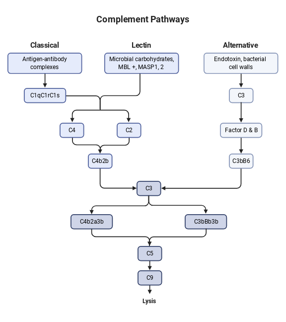 Complement Pathways | BioRender Science Templates