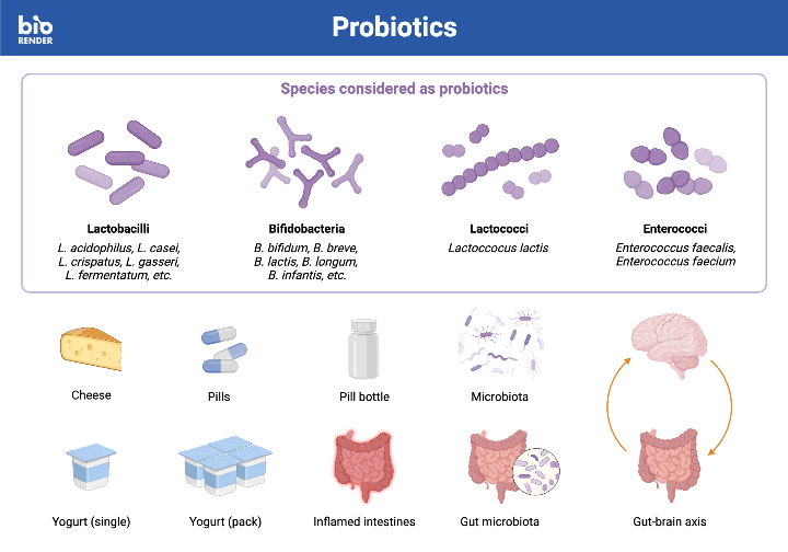 Icon Pack - Probiotics | BioRender Science Templates