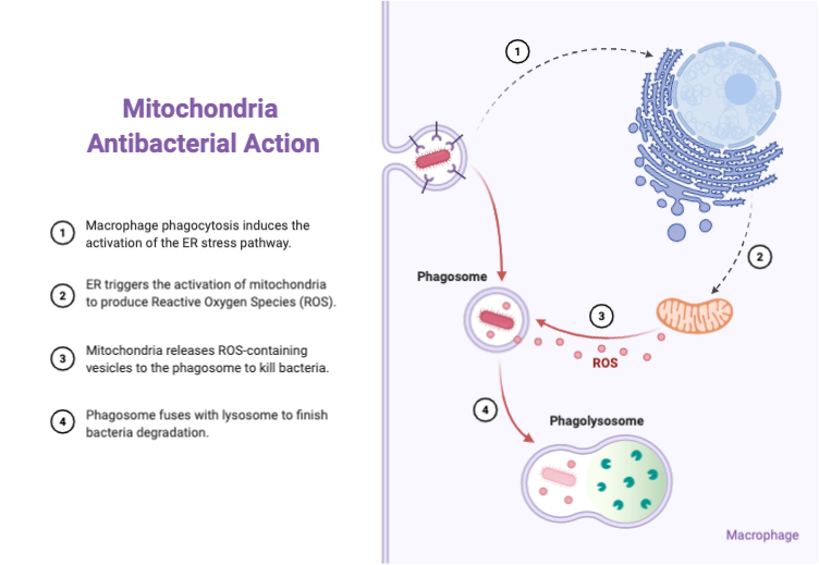 Mitochondria Antibacterial Action | BioRender Science Templates