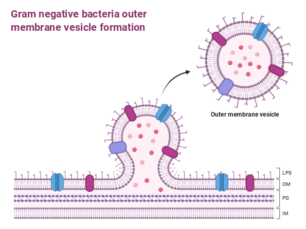 Gram Negative Bacteria Outer Membrane Vesicle Formation | BioRender ...