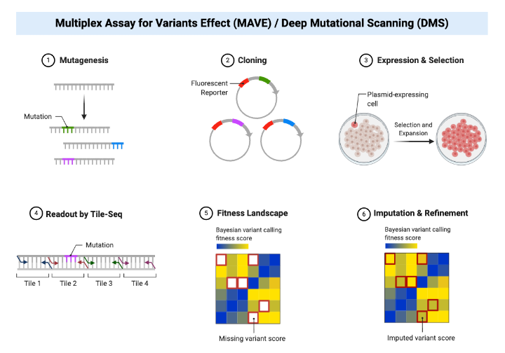 The Framework of a Variant Effect Map (MAVE) or Deep Mutational Scanning (DMS) BioRender