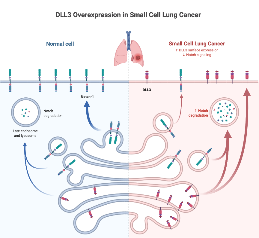 DLL3 Targeting in Small Cell Lung Cancer BioRender Science Templates