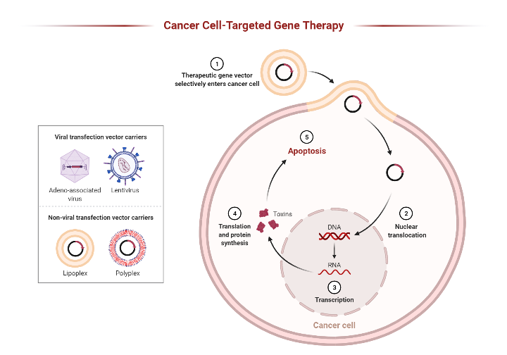 Gene Therapy Diagram Gene Therapy Diagram
