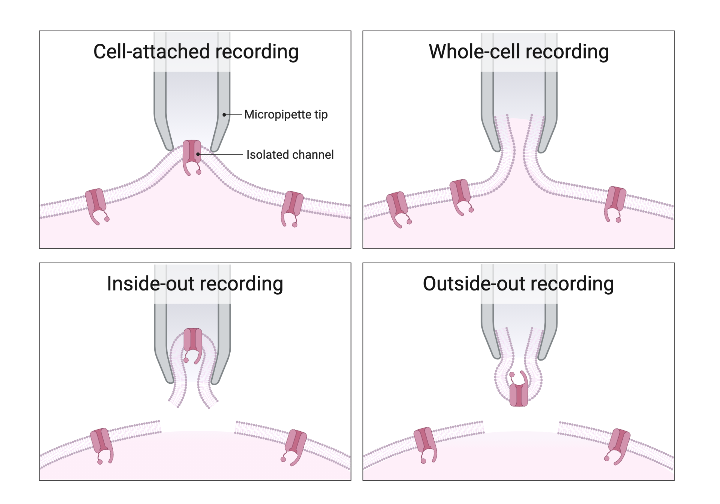 PatchClamp Techniques BioRender Science Templates