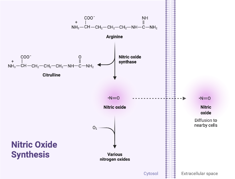 Nitric Oxide Synthesis 1 BioRender Science Templates