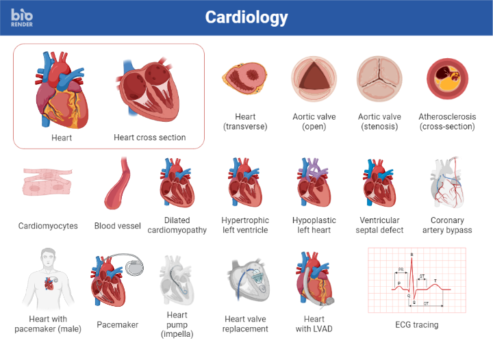 Icon Pack - Cardiology | BioRender Science Templates