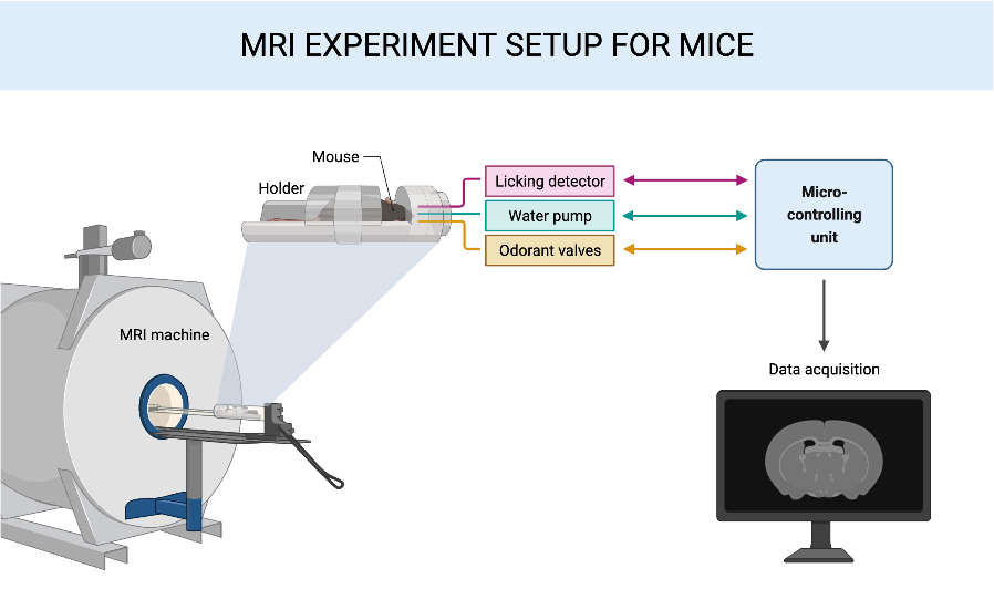 mri-experiment-setup-for-mice-biorender-science-templates