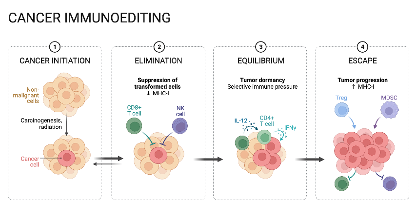 Cancer Immunoediting | BioRender Science Templates