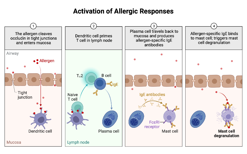 Activation of Allergic Responses BioRender Science Templates