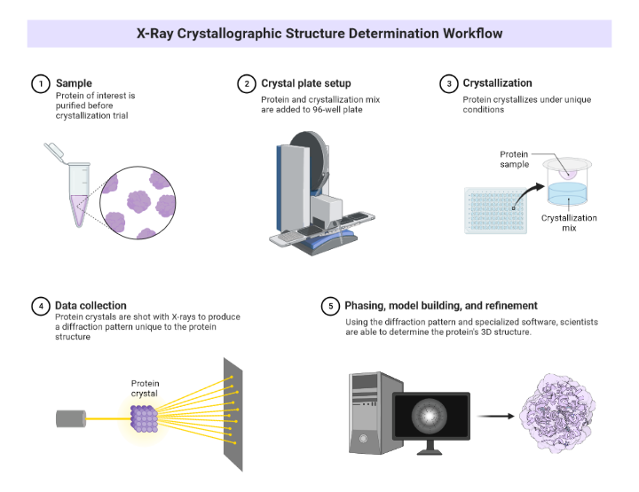 X Ray Crystallography Structure Determination Workflow BioRender 