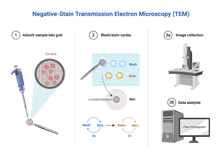 Negative Stain Transmission Electron Microscopy TEM BioRender Negative Stain Transmission Electron Microscopy TEM BioRender