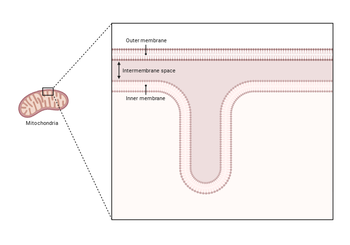 Mitochondrial Membrane (Phospholipid Bilayers) | BioRender Science ...