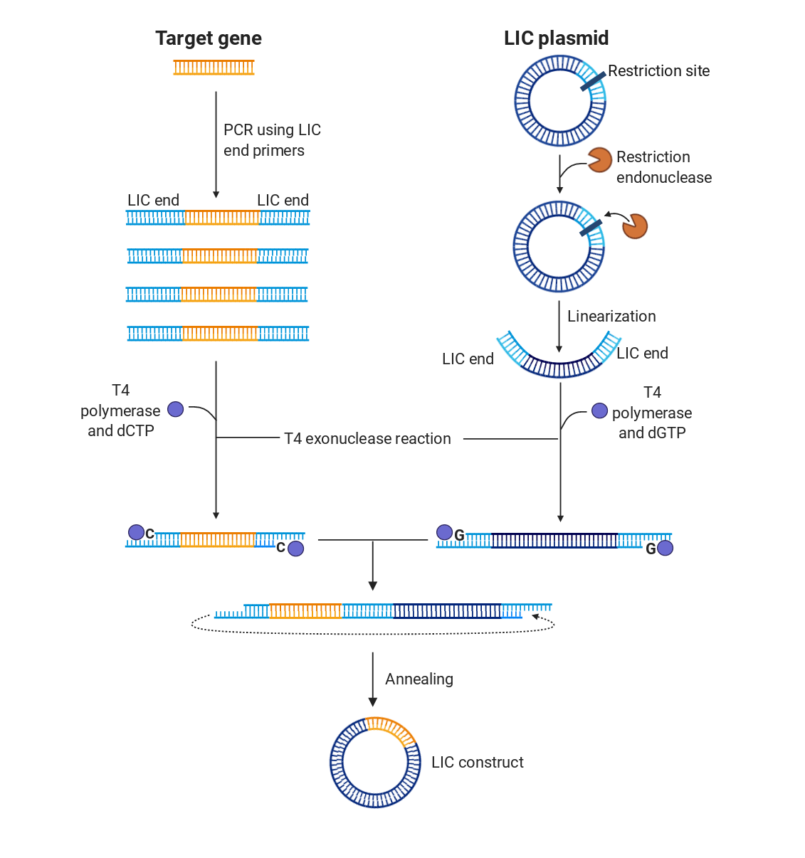 Ligation Independent Cloning (LIC) BioRender Science Templates