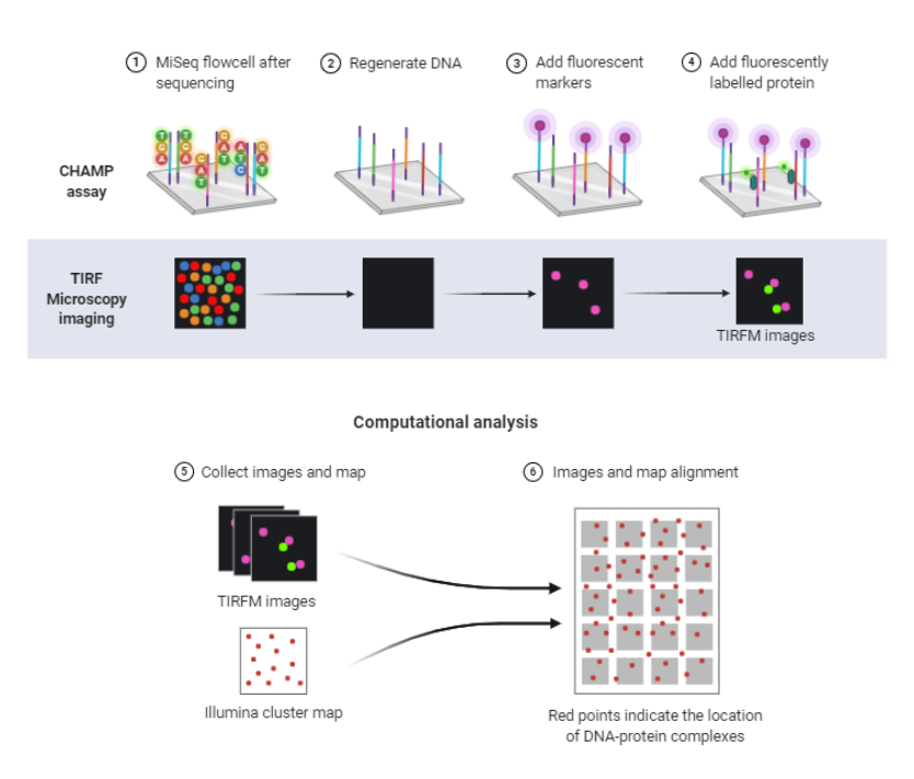 Chip-Hybridized Association Mapping Platform (CHAMP) | BioRender ...
