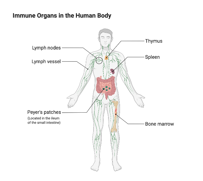 Immune Organs In The Human Body BioRender Science Templates