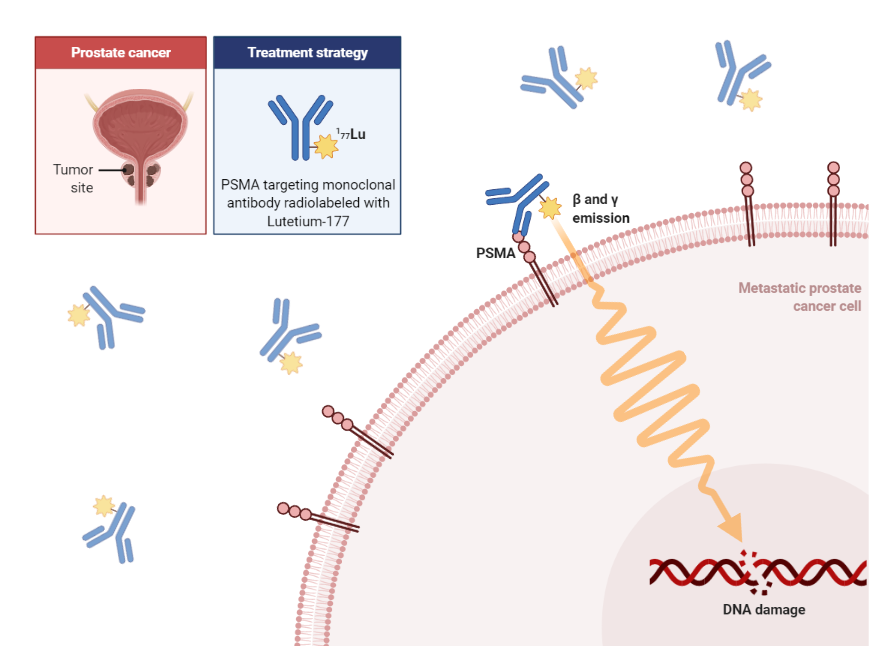Radioligand Therapy Of Metastatic Prostate Cancer BioRender Science 