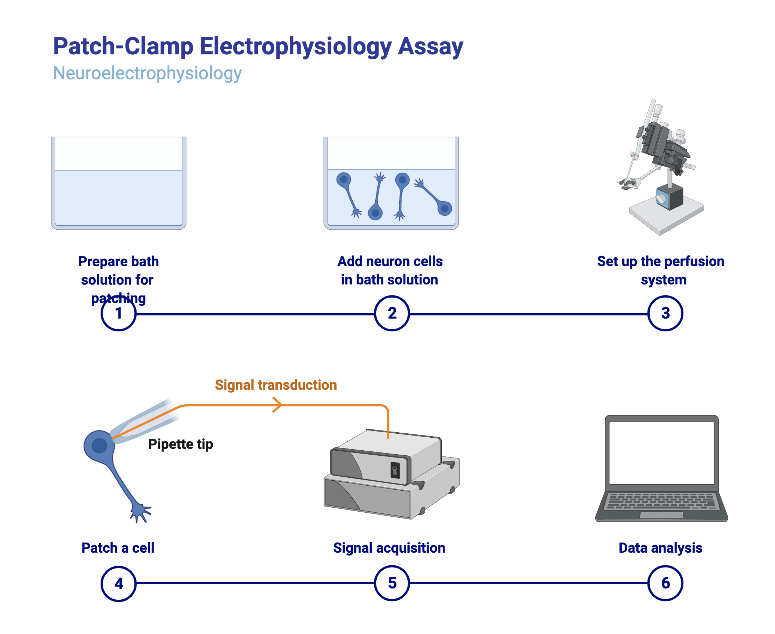 PatchClamp Electrophysiology Assay BioRender Science Templates