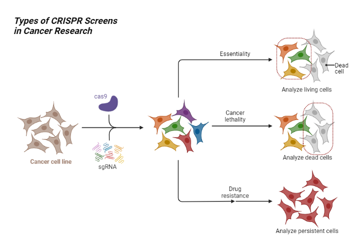 Types of CRISPR Screens in Cancer Research BioRender Science Templates