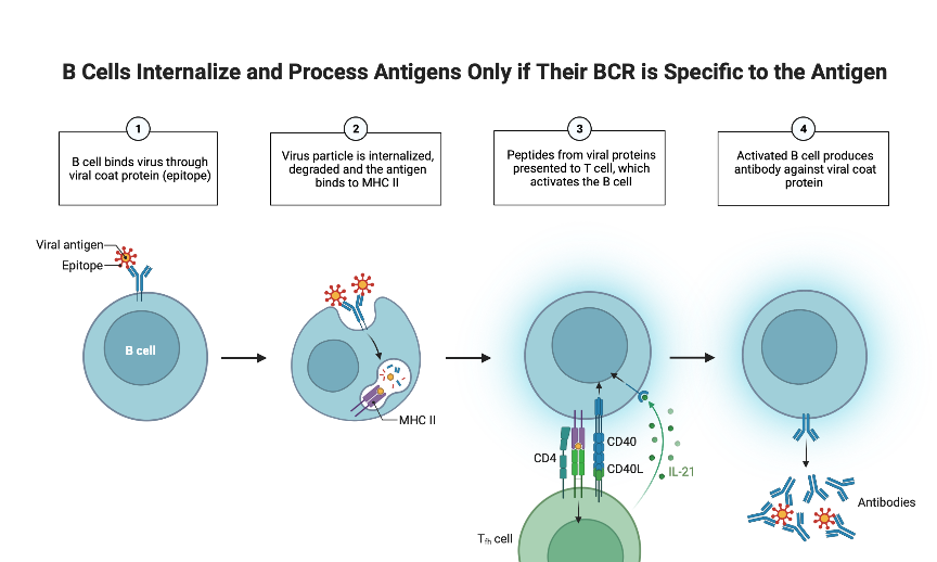 What Do A And B Antigens Do At Jason Leeper Blog