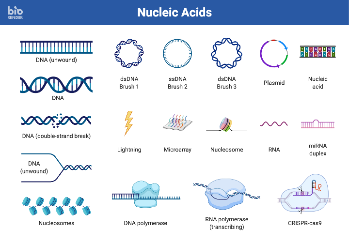 Icon Pack Nucleic Acids BioRender Science Templates