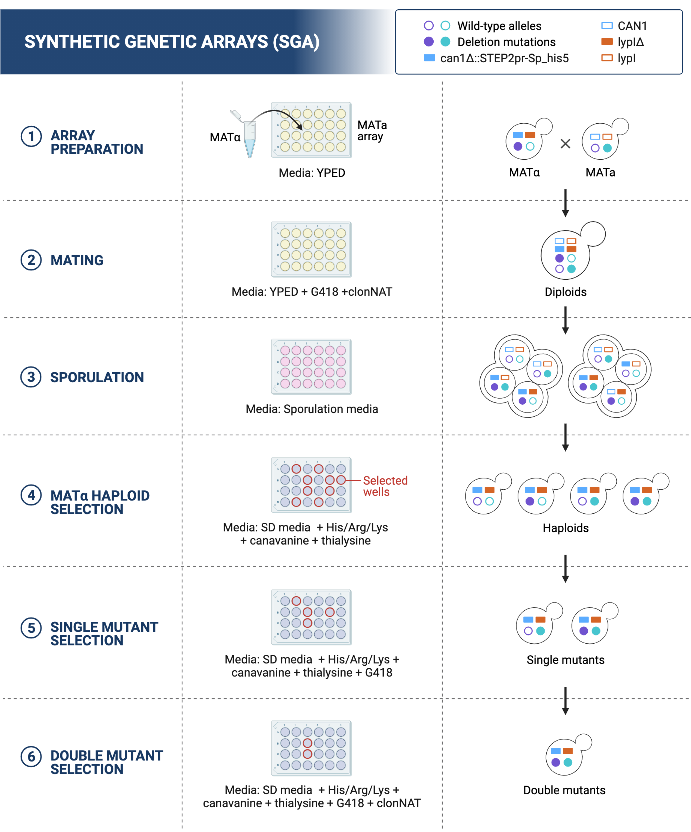 Synthetic Genetic Arrays (SGA) Methodology | BioRender Science Templates