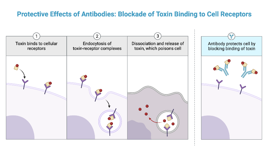 Protective Effects of Antibodies Blockade of Toxin Binding to Cell