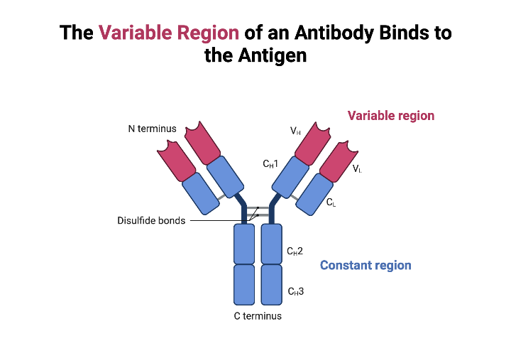 The Variable Region of an Antibody Binds to the Antigen | BioRender - Variable And Constant Region Of Antibody