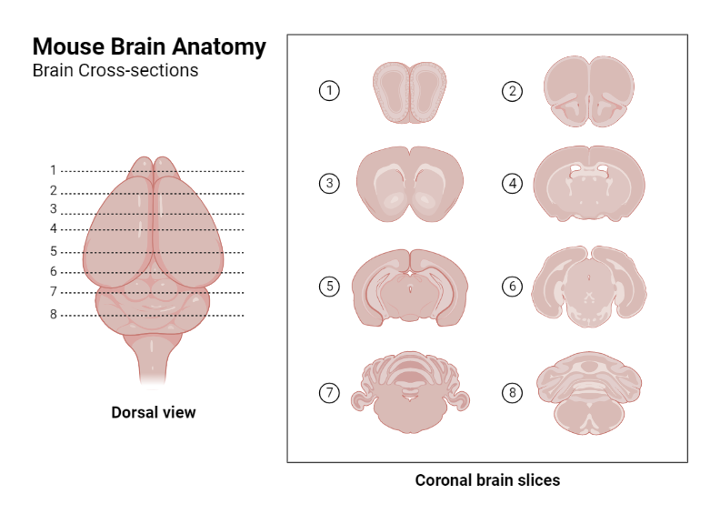 Mouse Brain Anatomy Coronal Sections BioRender Science Templates