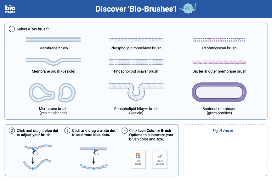 Discover 'Bio-Brushes'! | BioRender Science Templates