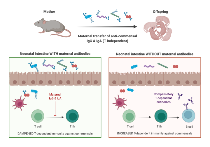 Maternal Antibodies BioRender Science Templates