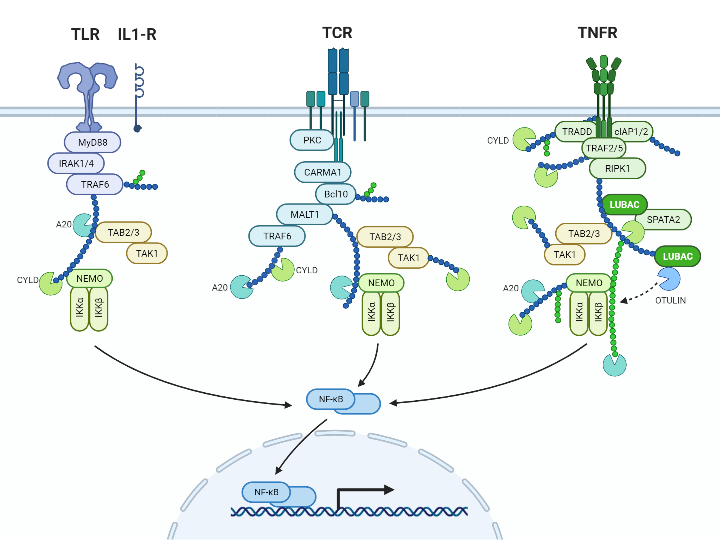 NF-kB Signaling Pathways | BioRender Science Templates